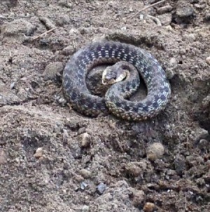 What Kind of Snake Is This?