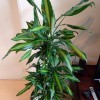 tall plant with medium green leaves with lighter centers on stalks
