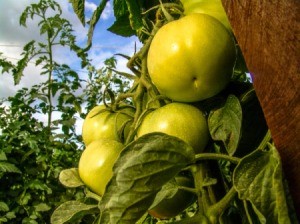 Green tomato plant in field.