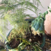 What Are These Houseplants?