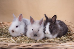 Keeping Dwarf Rabbits as Pets - three bunnies