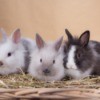 Keeping Dwarf Rabbits as Pets - three bunnies