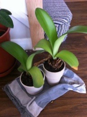 two bulb plants with broad med green leaves