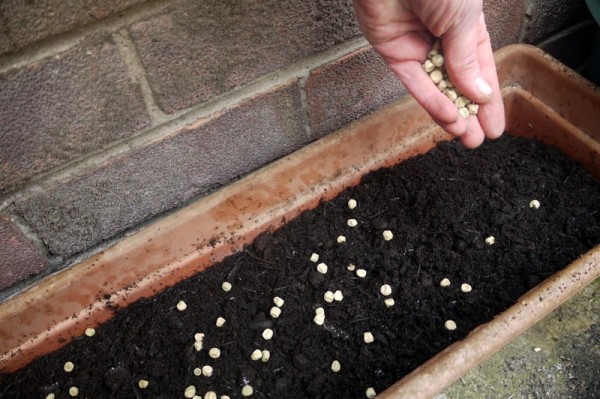 Growing Pea Shoots