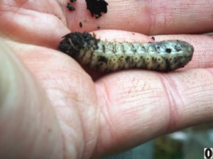 Reducing Grubs In Lawn And Garden