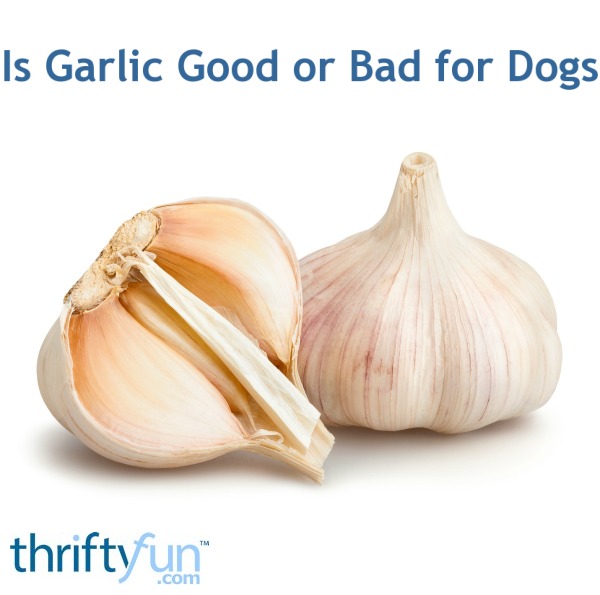 Is Garlic Good or Bad for Dogs? ThriftyFun