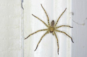 Huntsman spider against a white window frame