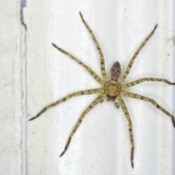 Huntsman spider against a white window frame