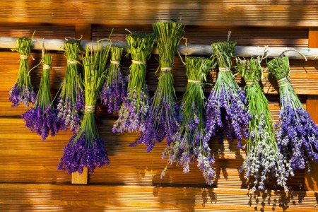 Bundles of lavender hanging upside down to dry against a wooden background