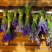 Bundles of lavender hanging upside down to dry against a wooden background