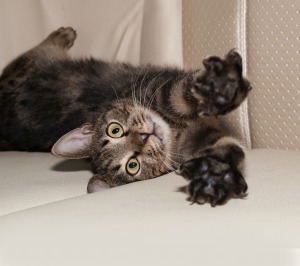 Cat laying on leather couch with claws extended toward camera
