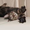Cat laying on leather couch with claws extended toward camera