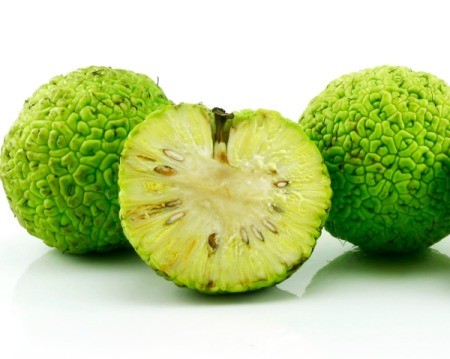 Whole and sliced Hedge Apples (Maclura pomifera) also known as Osage Oranges against a white background