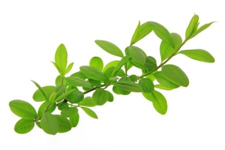 Privet branch against a white background