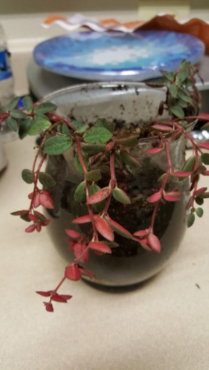 small trailing plant with medium green leaves with red undersides