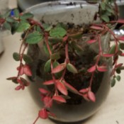 small trailing plant with medium green leaves with red undersides