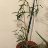 tall spindly plant