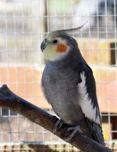 Clyde  (Cockatiel)