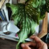 plant with large leaves with light spots
