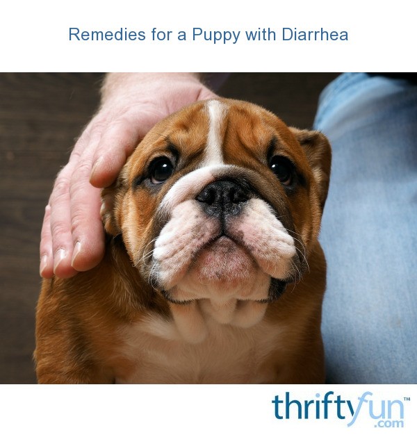 remedies-for-a-puppy-with-diarrhea-thriftyfun