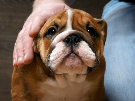 Sad looking english bulldog with owners hand petting him