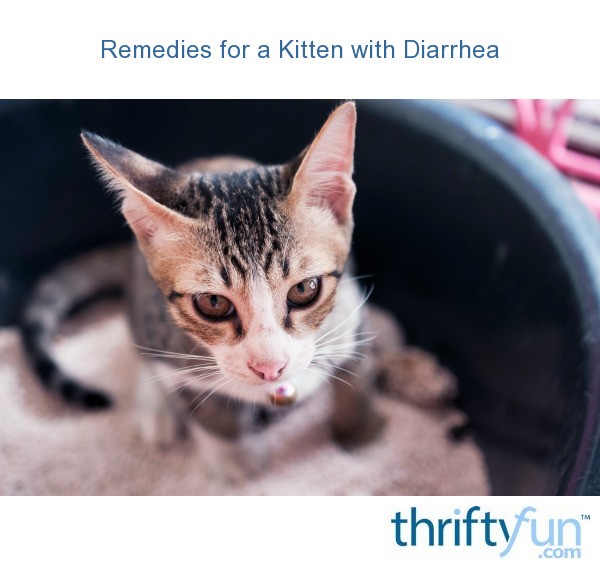 remedies-for-a-kitten-with-diarrhea-thriftyfun