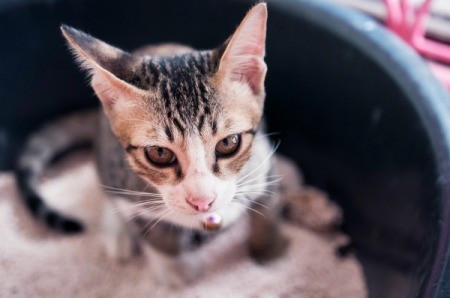 Sick kitten looking up from inside litterbox