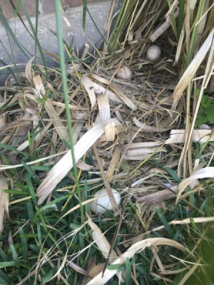 Duck Eggs Moved Out of Nest
