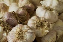 Is Garlic Good or Bad for Dogs?