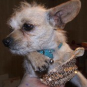 Sparky (Chihuahua Terrier Mix)