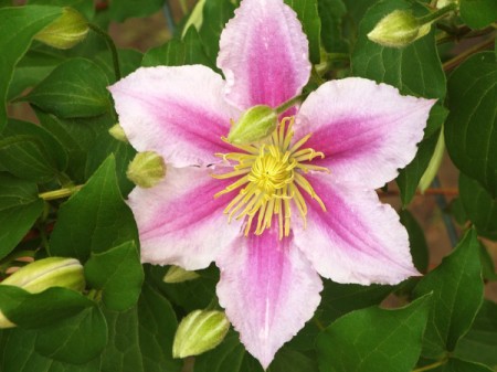 light and dark pink clematis flower