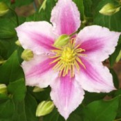 light and dark pink clematis flower