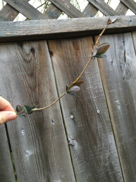 Identifying Clematis
