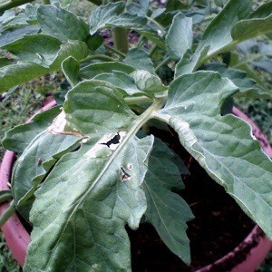 Tomato Plants With Yellow Leaves