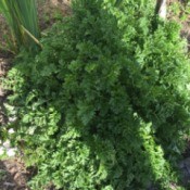 frilly green foliage plant