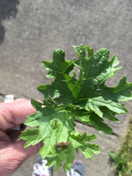 What Is This Garden Plant?