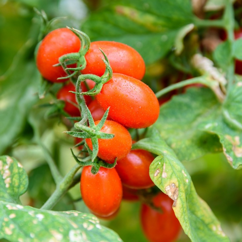 Tomato Plants Leaves Turning Yellow 