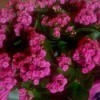 deep pink multi petaled flower