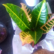plant with green and yellow leaves and medium green leaves