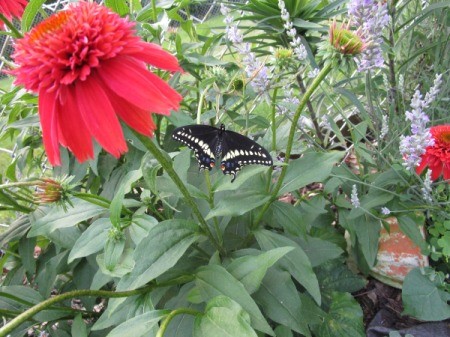 butterfly on bee balm plant