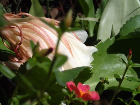 Tropical Fern Flower