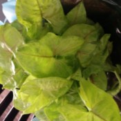 light green foliage plant