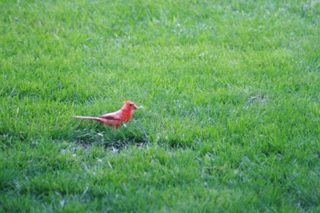 My "Odd" Cardinal