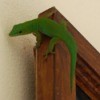 Geen gecko on the upper corner of a wooden doorframe against a white wall