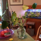 plant stems in water