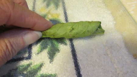 Chopping Fresh Basil Leaves