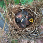 baby blue birds in a nest