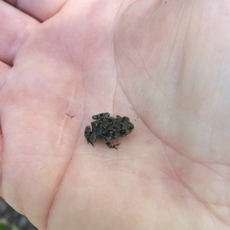 hand holding a tiny toad
