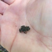 hand holding a tiny toad