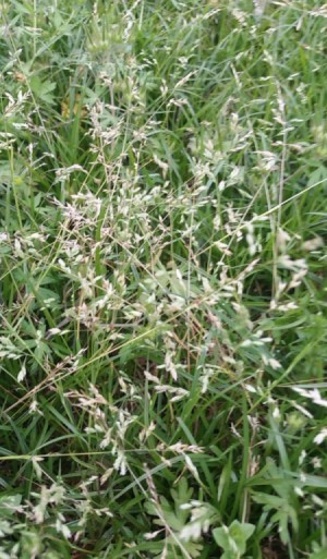 closeup of lawn with seeding grass